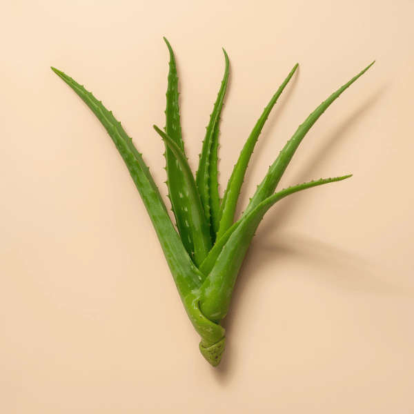 Aloe Ferox náttúrulegt innihaldsefni sem styður hreinsun og meltingu